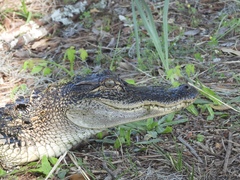 Alligator mississippiensis