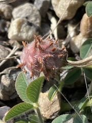 Trifolium fragiferum
