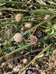 Trifolium fragiferum