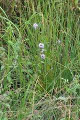 Mentha aquatica