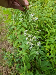 Symphyotrichum urophyllum