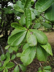 Cascabela ovata