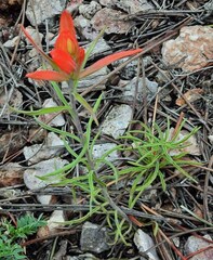 Castilleja integra