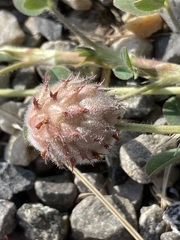 Trifolium fragiferum