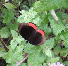 Biblis hyperia