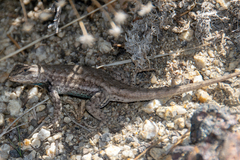 Sceloporus tristichus