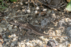 Sceloporus tristichus
