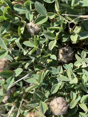 Trifolium fragiferum