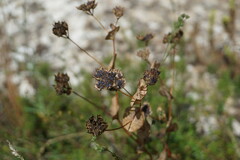 Bupleurum rotundifolium