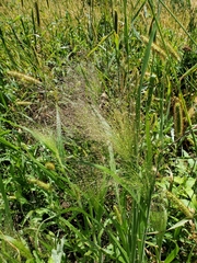 Panicum