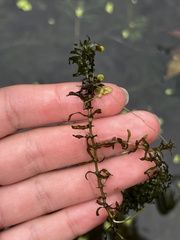 Elodea nuttallii