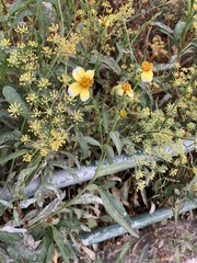 Bidens aurea image