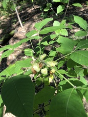 Ptelea trifoliata