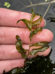 Potamogeton richardsonii
