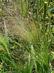 Panicum