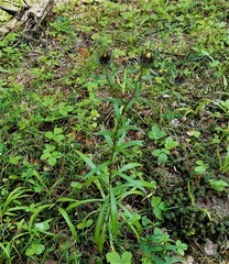 Carlina biebersteinii