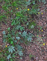 Potentilla hippiana