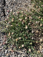 Trifolium fragiferum