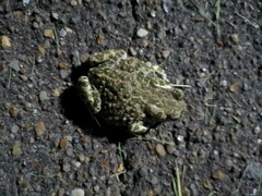 Bufotes viridis