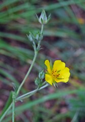 Potentilla hippiana