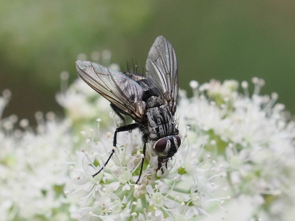 Billaea triangulifera