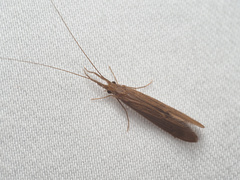 Oecetis