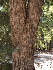 Quercus chrysolepis