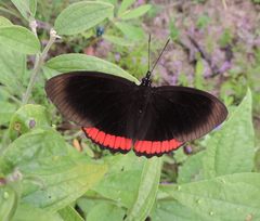 Biblis hyperia