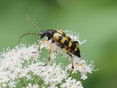 Rutpela maculata