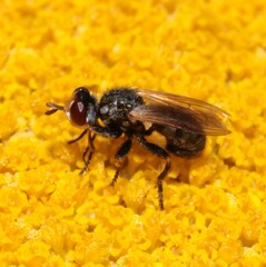 Thecophora