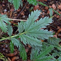 Potentilla hippiana