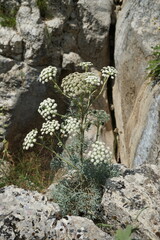 Seseli gummiferum