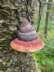 Fomitopsis mounceae