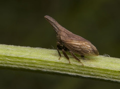 Enchenopa latipes