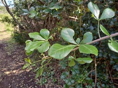 Cussonia thyrsiflora