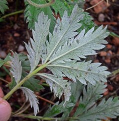 Potentilla hippiana