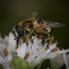 Eristalis stipator