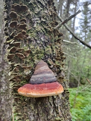 Fomitopsis mounceae