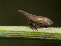 Enchenopa latipes