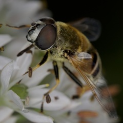 Eristalis stipator