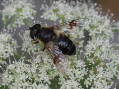 Eristalis rupium