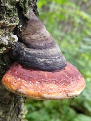 Fomitopsis mounceae