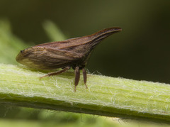 Enchenopa latipes