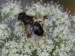 Eristalis rupium