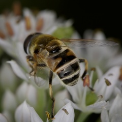 Eristalis stipator