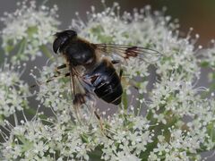 Eristalis rupium
