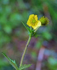 Geum aleppicum