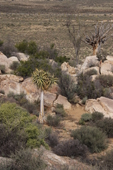 Aloidendron dichotomum