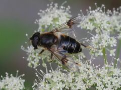 Eristalis rupium
