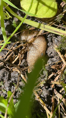 Deroceras reticulatum